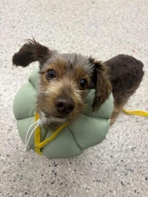 An adult small-sized male Cocker Spaniel dog named Brownie for adoption in Brighton, CO