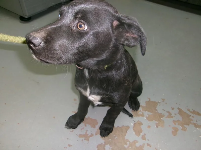 A baby small-sized female Shepherd dog named Tulip for adoption in Winslow, AZ