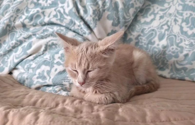 Peanut thumbnail 3