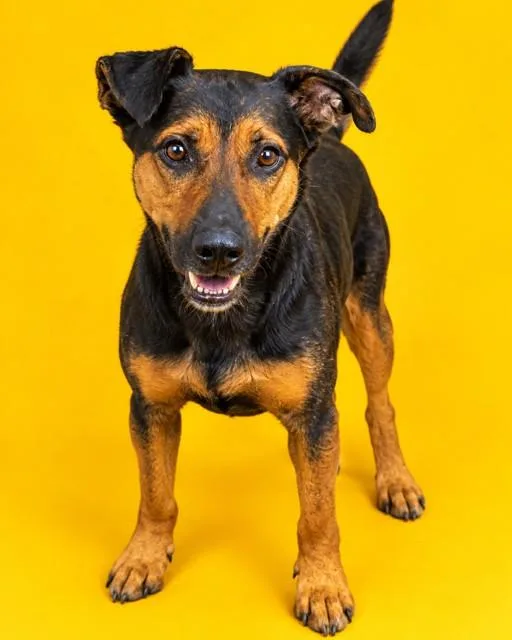 An adult large-sized female Mixed Breed dog named Britches for adoption in Jacksonville, FL