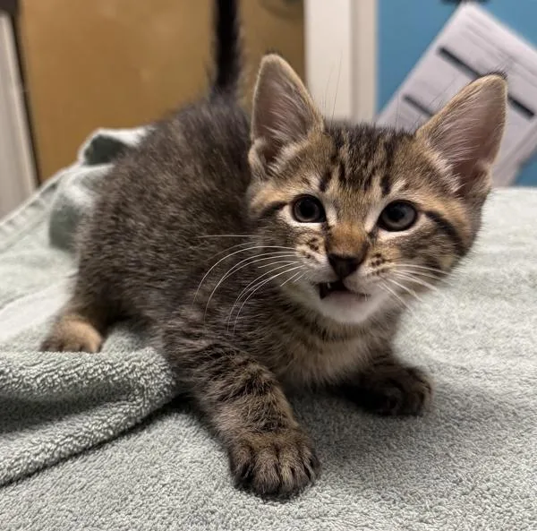 A baby medium-sized male Domestic Short Hair cat named Manny for adoption in Escondido, CA