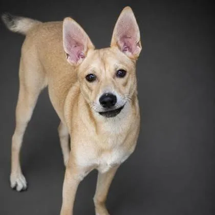 A young medium-sized male Yellow / Tan / Blond / Fawn Terrier dog named Woody for adoption in Allentown, PA