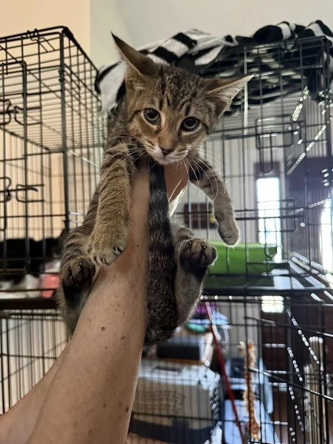 A baby small-sized male Brown / Chocolate Domestic Short Hair cat named Bam Bam for adoption in Deltona, FL