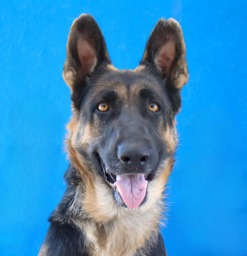 An adult large-sized female German Shepherd Dog dog named Birdie for adoption in Pasadena, CA