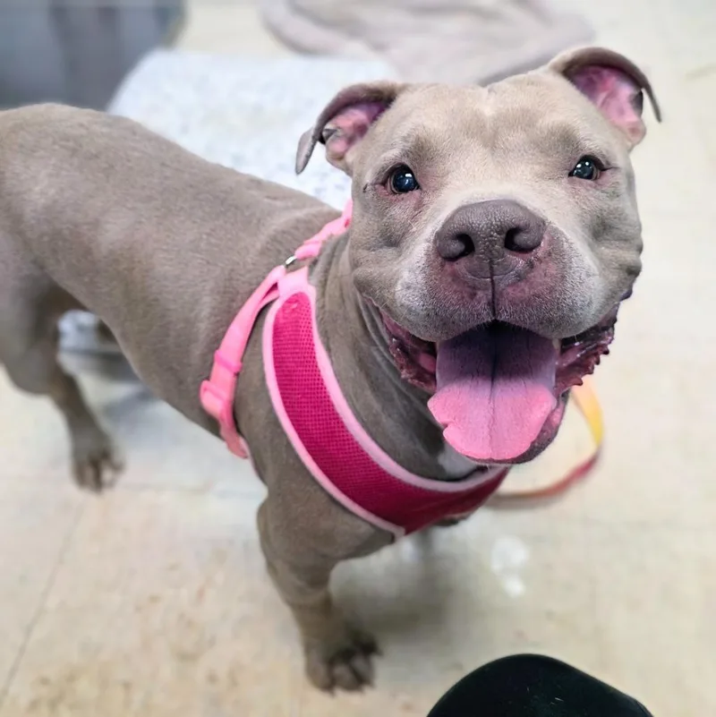 A senior medium-sized female Mixed Breed dog named Grammy for adoption in New Manchester, WV