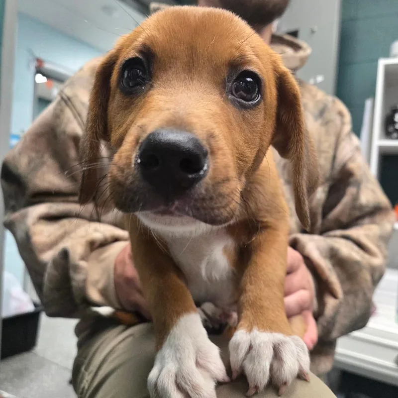 A baby small-sized male Border Collie dog named Ozzy Pawsborne for adoption in Parkersburg, WV
