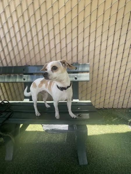 An adult small-sized female Chihuahua dog named Honey for adoption in Oceanside, CA