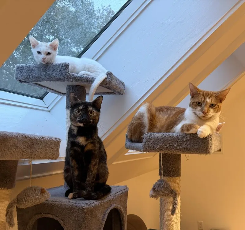 Partridge Family: Laurie