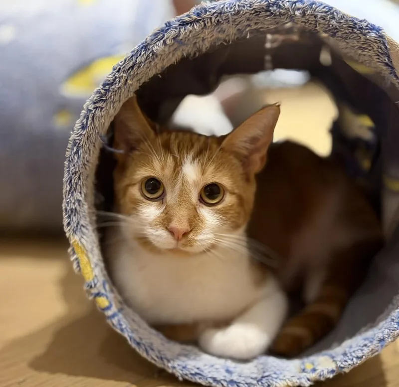 Partridge Family: Laurie thumbnail 2