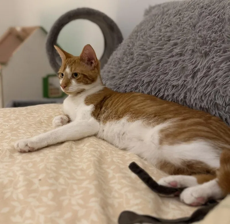 Partridge Family: Laurie thumbnail 3