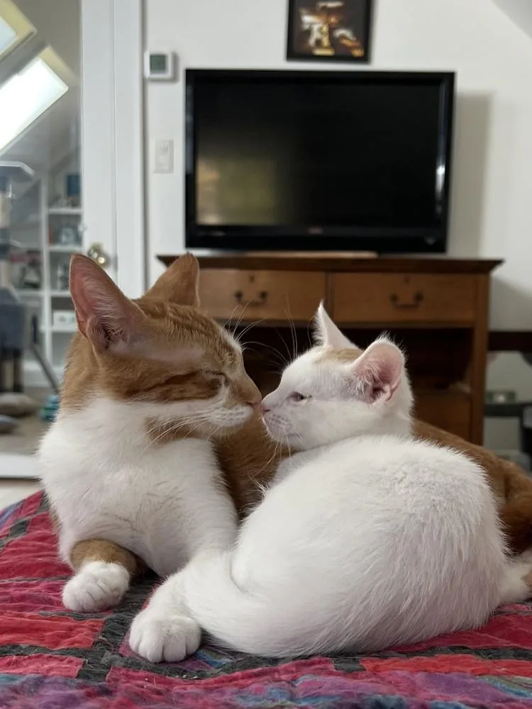 Partridge Family: Laurie thumbnail 4