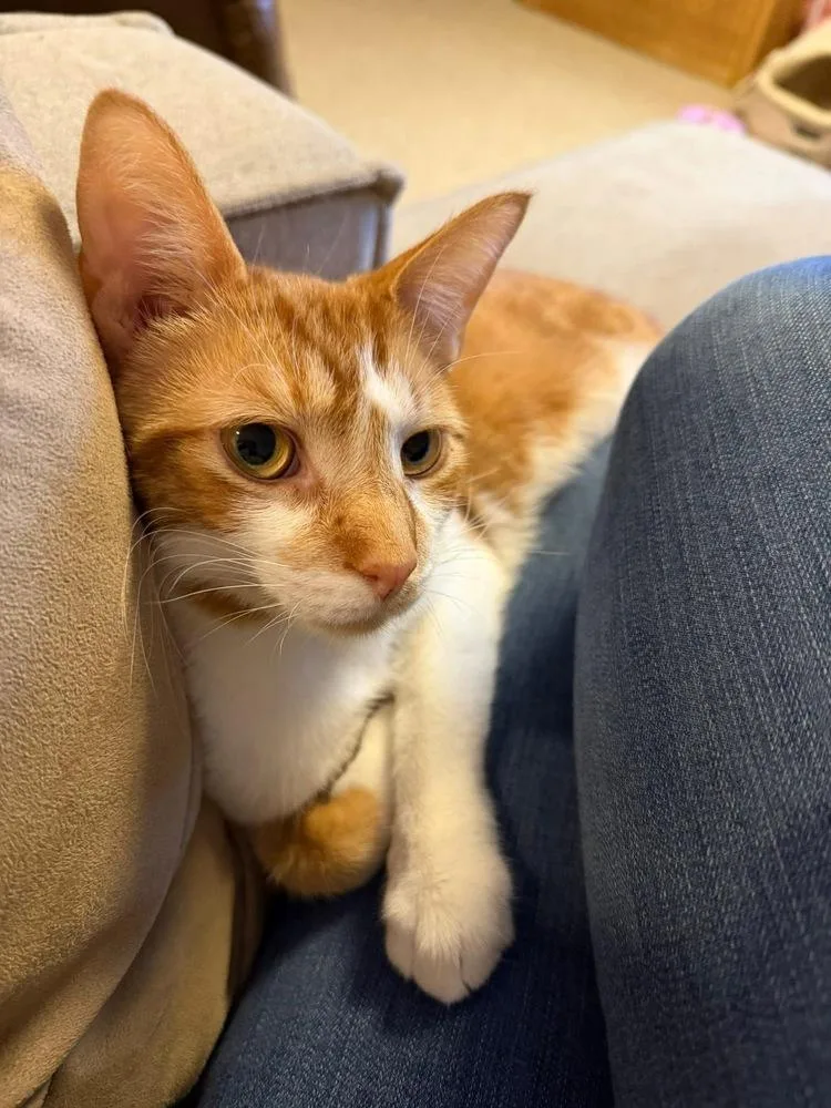 Partridge Family: Laurie thumbnail 5