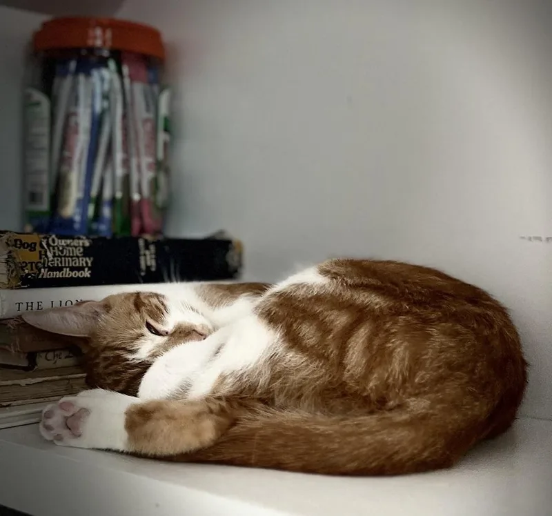 Partridge Family: Laurie thumbnail 6