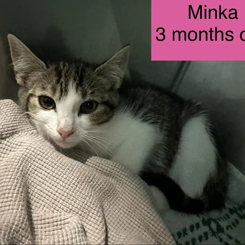 Minka thumbnail 2