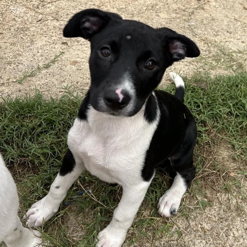 A baby small-sized female Black Pit Bull Terrier dog named Barbie for adoption in West Point, MS