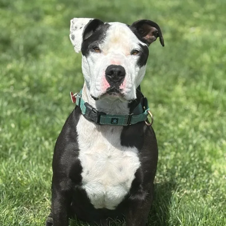 An adult medium-sized male Black Mixed Breed dog named Apollo for adoption in Medford, OR