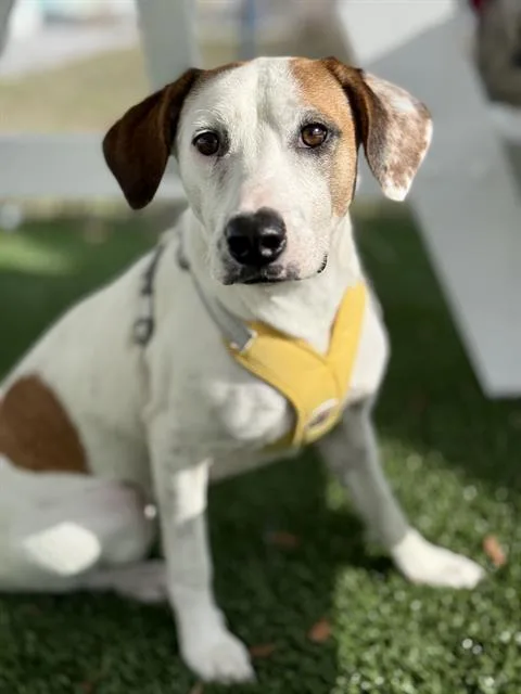 A young medium-sized female Mixed Breed dog named Lady Penelope for adoption in Fort Walton Beach, FL