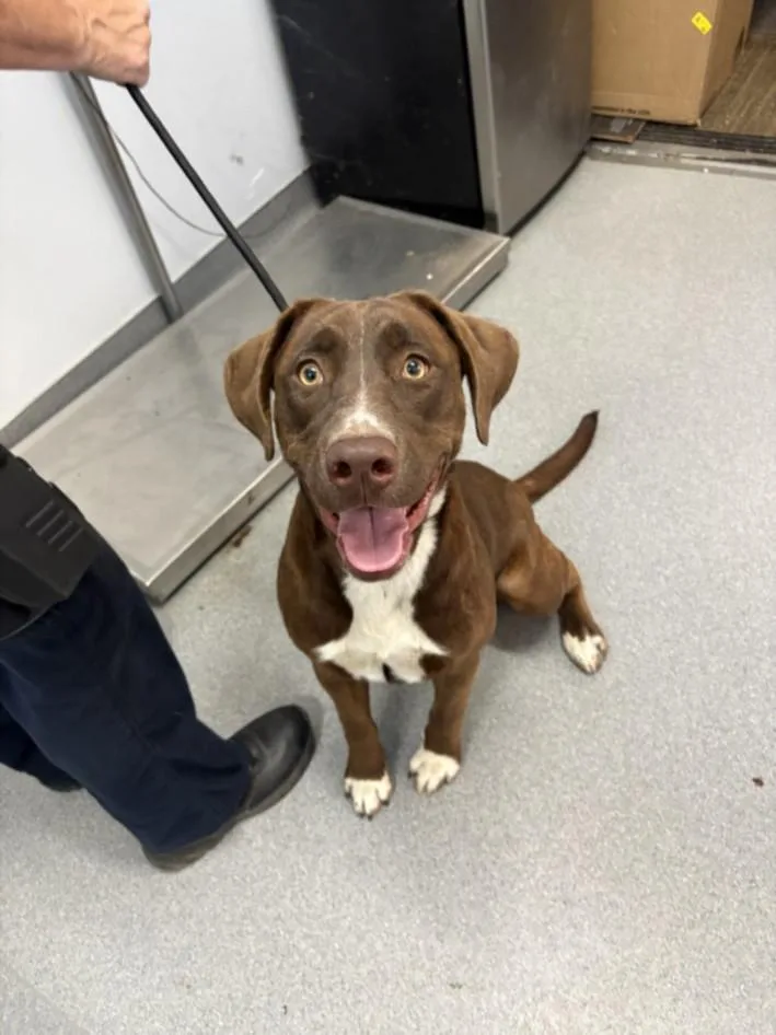 An adult large-sized female Labrador Retriever dog named A for adoption in Olivehurst, CA