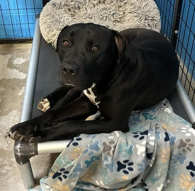 An adult large-sized male Mastiff dog named Taz for adoption in Olivette, MO