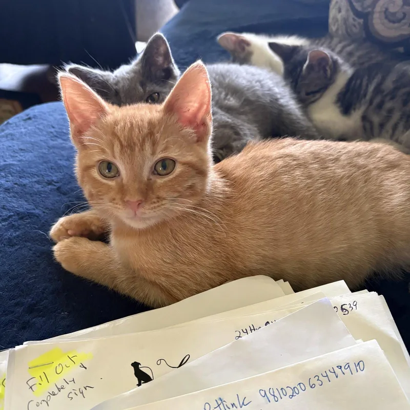 A baby medium-sized male Orange / Red Domestic Short Hair cat named Ryder for adoption in White Bluff, TN