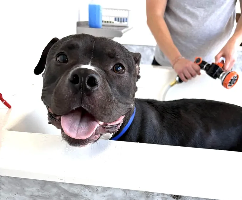 A young medium-sized male Terrier dog named Tucker for adoption in Milwaukee, WI