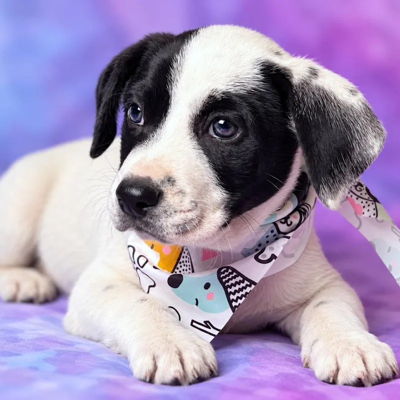 A baby small-sized female White / Cream Australian Cattle Dog / Blue Heeler named Winnie for adoption in Boerne, TX