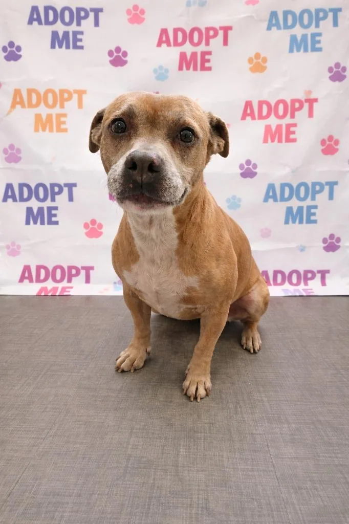 A senior small-sized female Terrier dog named Honey Yrly for adoption in Sidney, OH