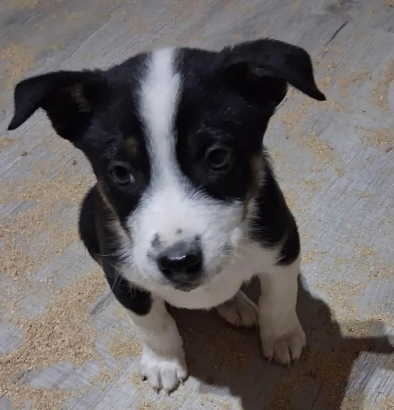 A baby medium-sized male Border Collie dog named Whopper for adoption in Prineville, OR
