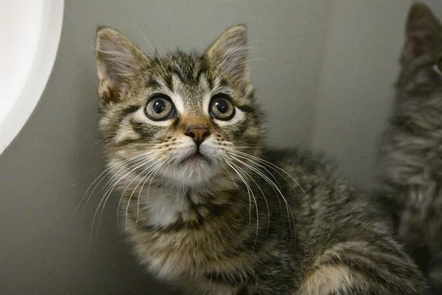 A young small-sized female Domestic Short Hair cat named Lock for adoption in Decatur, IL