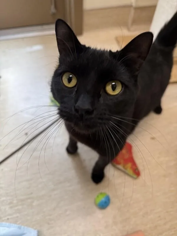 A young medium-sized male Black Domestic Medium Hair cat named Kevin for adoption in Arlington, WA