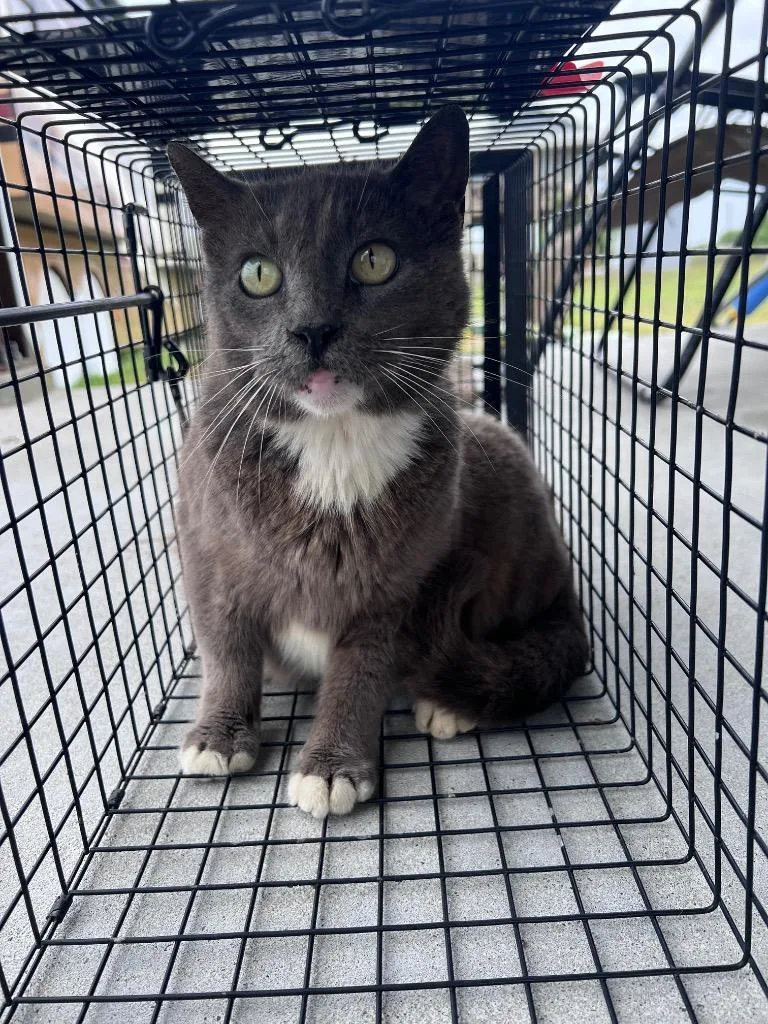 A young medium-sized female Domestic Short Hair cat named Mumbai for adoption in Rockport, TX