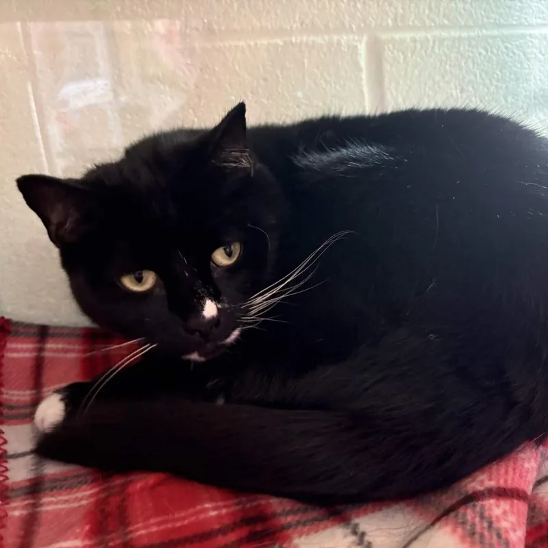 An adult large-sized female Domestic Short Hair cat named Margot for adoption in Gloucester, VA