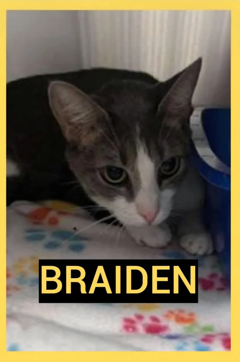 Braiden thumbnail 3