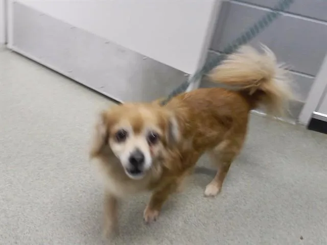 An adult small-sized male Chihuahua dog named Colt for adoption in Omaha, NE