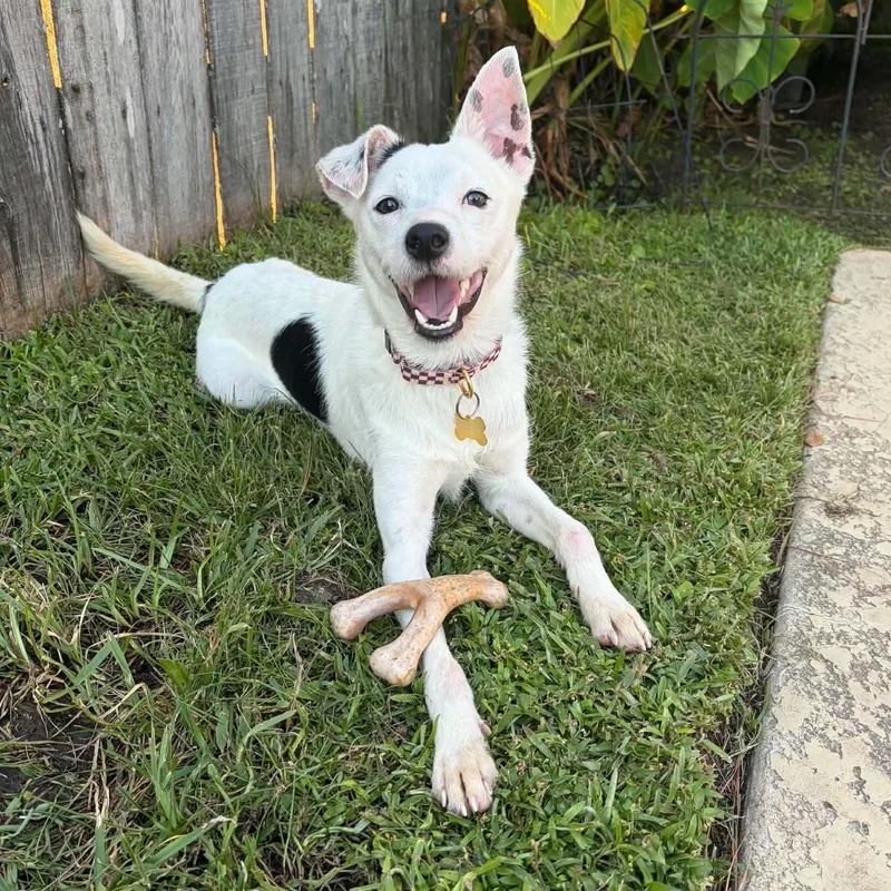 A young small-sized male Jack Russell Terrier dog named Ziggy for adoption in Houston, TX