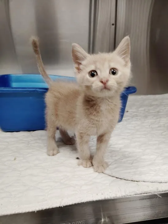A baby medium-sized female Domestic Short Hair cat named Mustard for adoption in Republic, MO