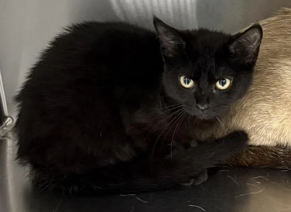 A baby small-sized male Domestic Short Hair cat named Nf Shady for adoption in Lawrenceville, GA