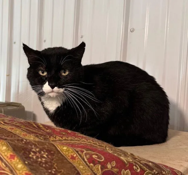 An adult medium-sized male Domestic Short Hair cat named Bob for adoption in Apollo, PA