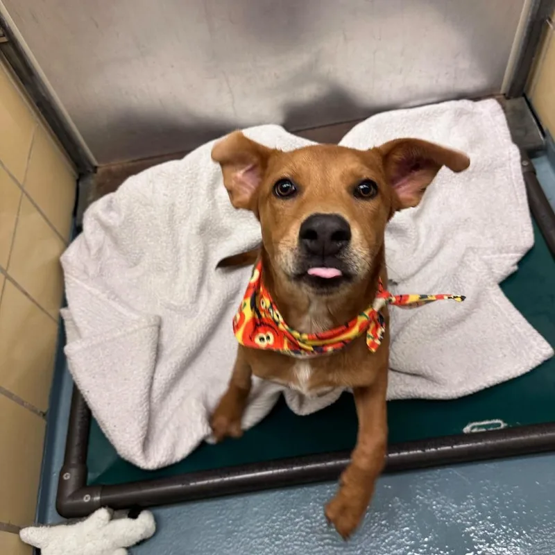 A baby medium-sized male Yellow / Tan / Blond / Fawn American Staffordshire Terrier dog named Rufus for adoption in Pittsburgh, PA