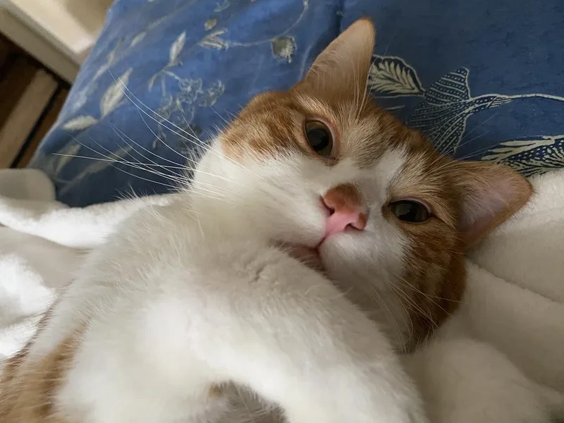 An adult large-sized male Orange & White Domestic Short Hair cat named Ronnie for adoption in Wilmington, NC