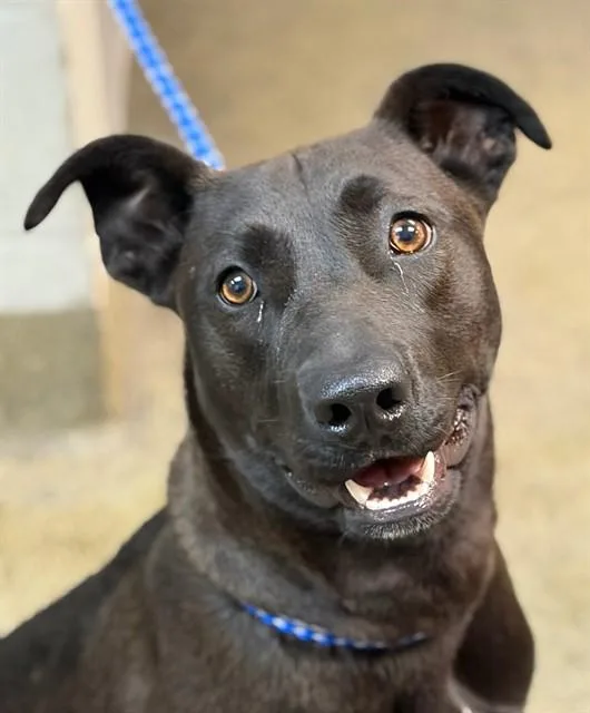 A young medium-sized female Mixed Breed dog named Epic for adoption in Jacksonville, FL