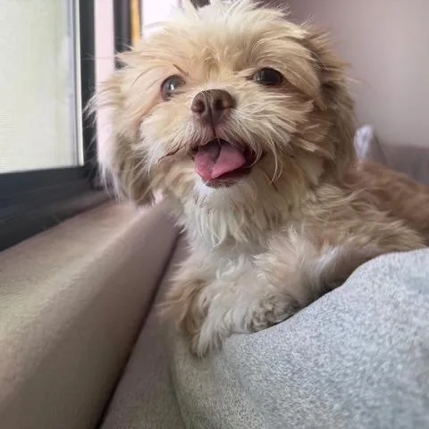 An adult small-sized female Yellow / Tan / Blond / Fawn Shih Tzu dog named Lola for adoption in North Las Vegas, NV