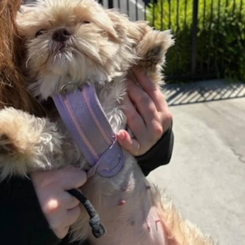 Lola thumbnail 2