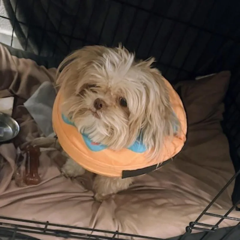 Lola thumbnail 4