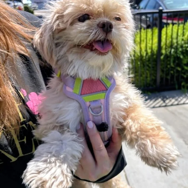 Lola thumbnail 6