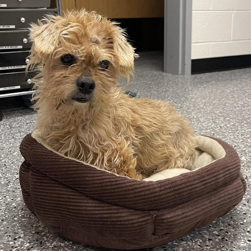 A senior small-sized male Yellow / Tan / Blond / Fawn Shih Tzu dog named Walter for adoption in Rocky Mount, VA