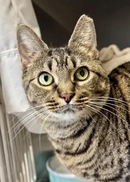 Brooklyn thumbnail 2