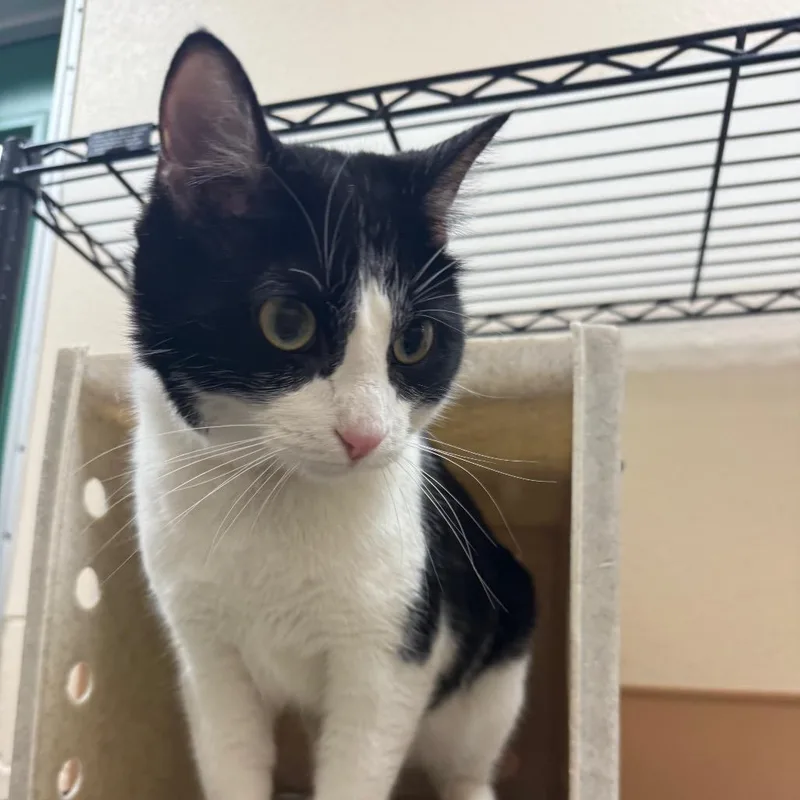 An adult large-sized male Black Domestic Short Hair cat named Elvis for adoption in Reno, NV