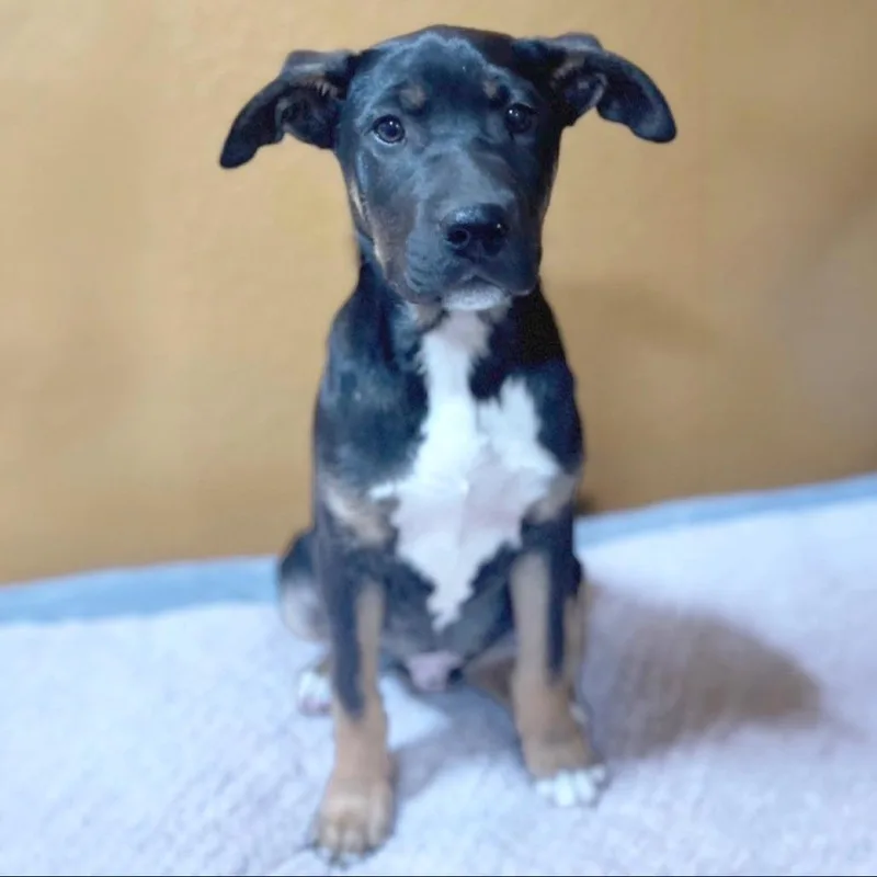 A baby large-sized male Black Mixed Breed dog named Kaiser for adoption in Hendersonville, NC