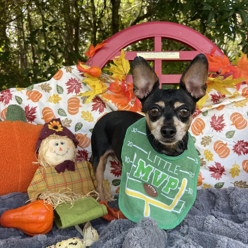 An adult small-sized female Miniature Pinscher dog named Pumpkin for adoption in Sebring, FL